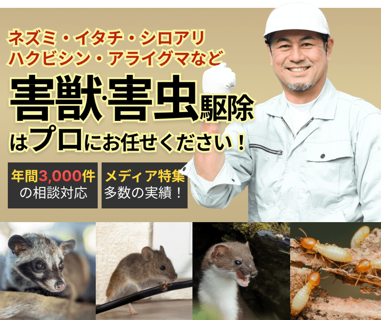 ネズミ・イタチ・シロアリ・ハクビシン・アライグマなど、害獣・害虫駆除はプロにお任せください！