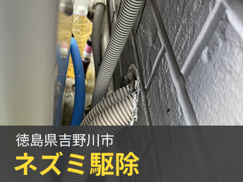 徳島県吉野川市 ネズミ駆除